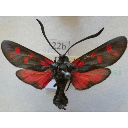 Zygaena transalpina hippocrepidis (Hübner, 1799) Kraśnik transalpejski Deutschland22b
